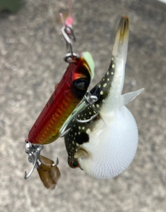 クサフグの釣果