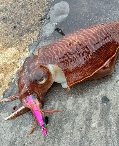 コウイカの釣果