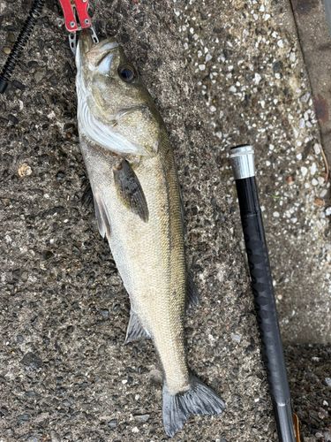スズキの釣果