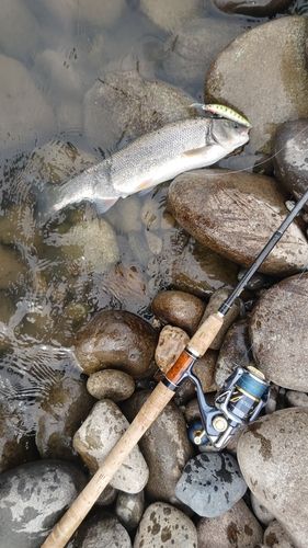 ウグイの釣果