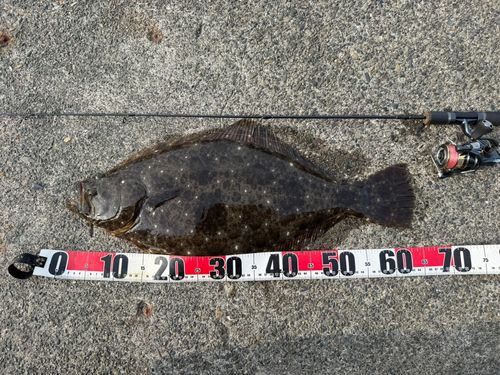 ヒラメの釣果
