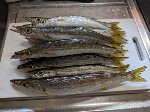 アカカマスの釣果