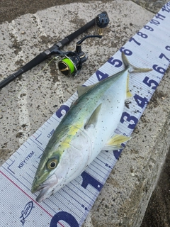 ワラサの釣果