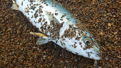 ツバスの釣果