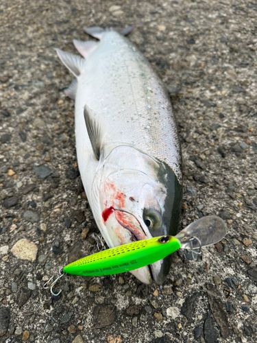 サクラマスの釣果