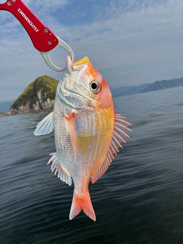 レンコダイの釣果