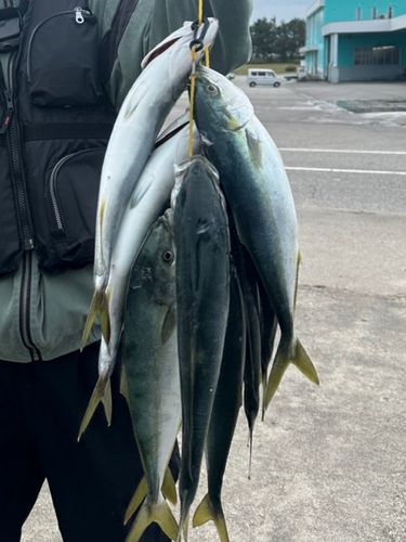 フクラギの釣果