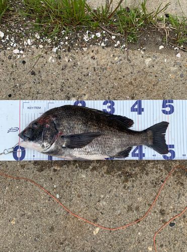 チヌの釣果