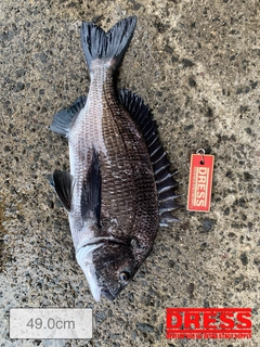 クロダイの釣果