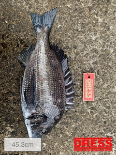 クロダイの釣果