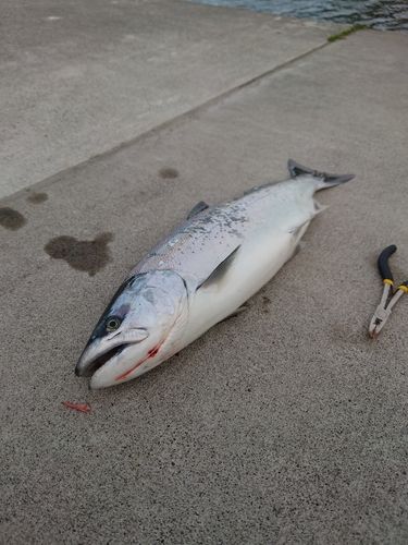 サクラマスの釣果
