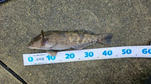 アイナメの釣果