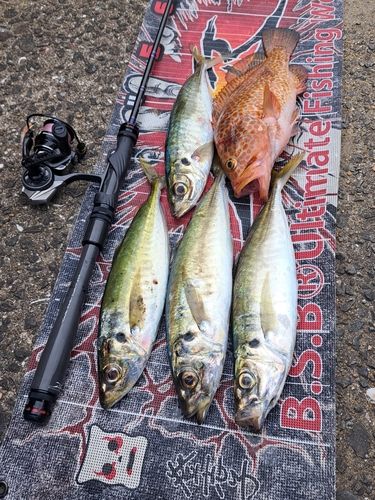マルアジの釣果
