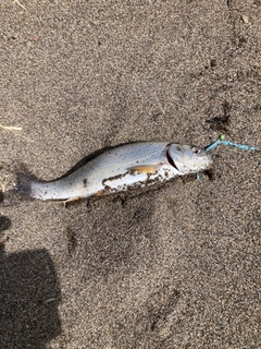 ウグイの釣果