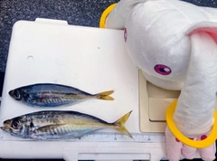 マアジの釣果