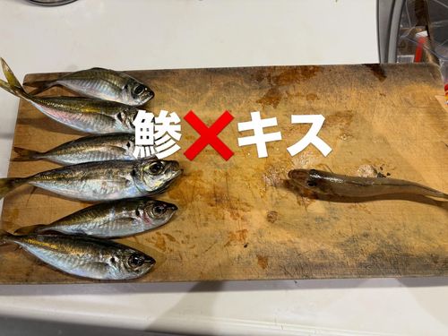 アジの釣果