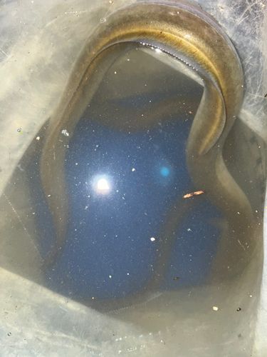 ニホンウナギの釣果