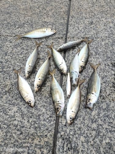 アジの釣果
