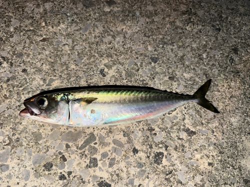 サバの釣果