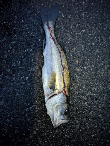 セイゴ（マルスズキ）の釣果