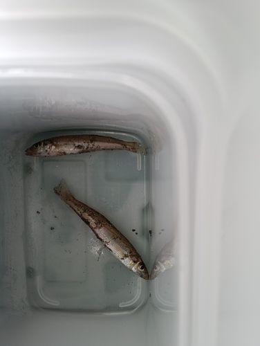 シロギスの釣果
