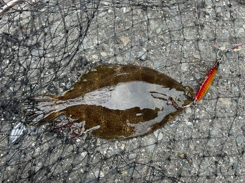 メイタガレイの釣果