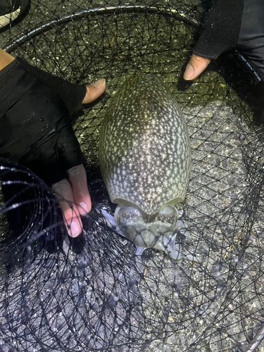 シリヤケイカの釣果