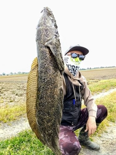 ライギョの釣果