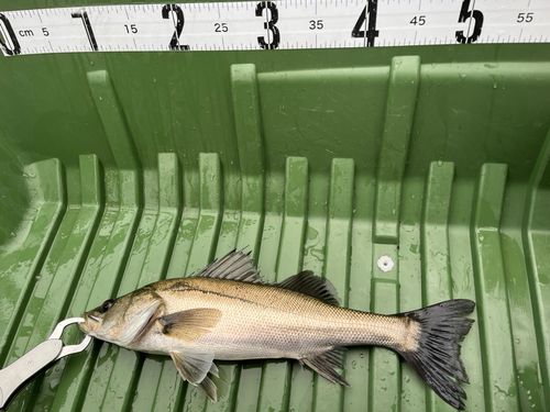 セイゴ（マルスズキ）の釣果