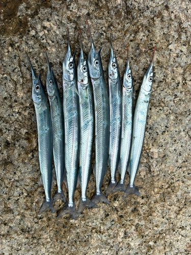 サヨリの釣果