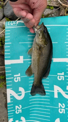 スモールマウスバスの釣果