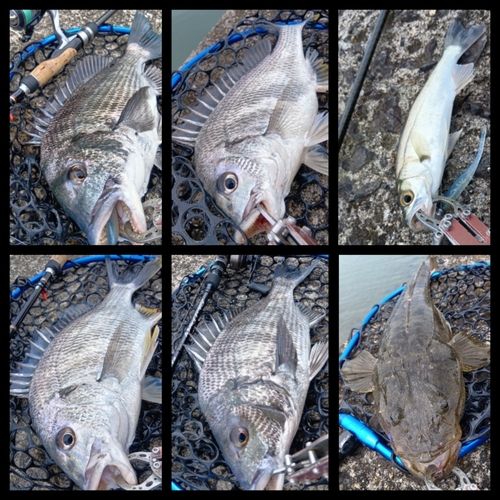 クロダイの釣果
