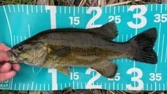 スモールマウスバスの釣果
