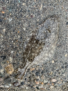 ソゲの釣果