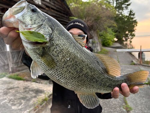 つりトップブラックバススペシャルBB'97 浜大津で釣れたブラックバスの釣り・釣果情報 - アングラーズ | 釣果