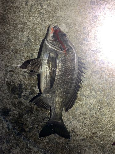 チヌの釣果