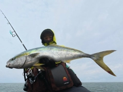 ワラサの釣果