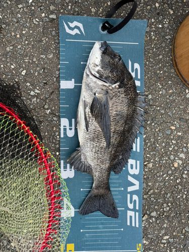 クロダイの釣果