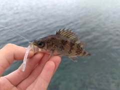 シロメバルの釣果