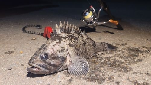 クロソイの釣果