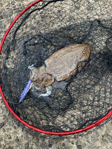 コウイカの釣果