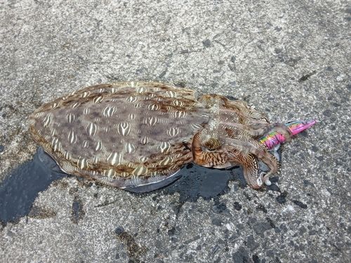 コウイカの釣果