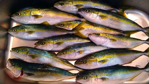イナダの釣果