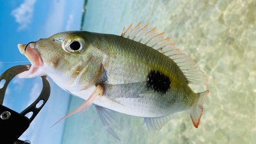 マトフエフキの釣果