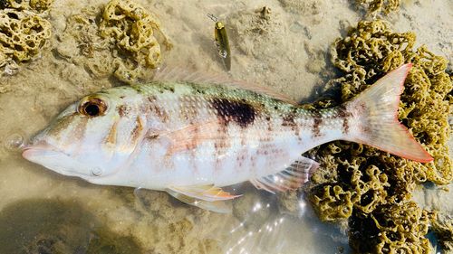 釣果