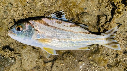 コトヒキの釣果