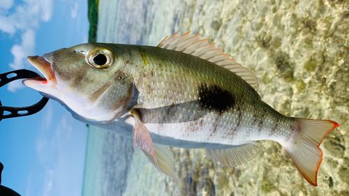マトフエフキの釣果