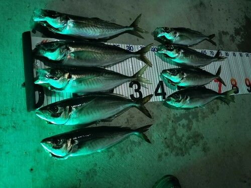 アジの釣果