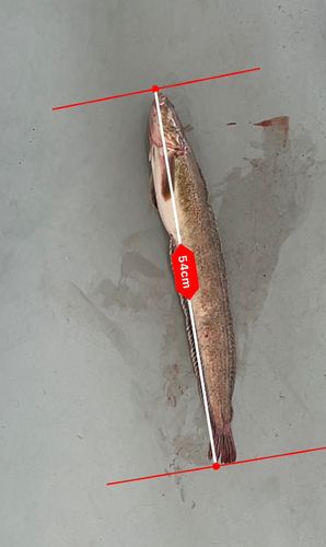 ギンポの釣果