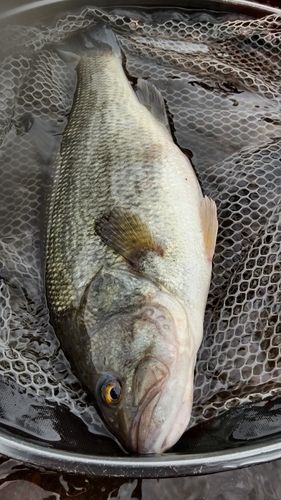 ラージマウスバスの釣果